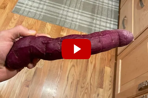 penisobba elongation plan